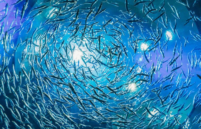 Cambio climático: los peces intentan huir pero igual se mueren