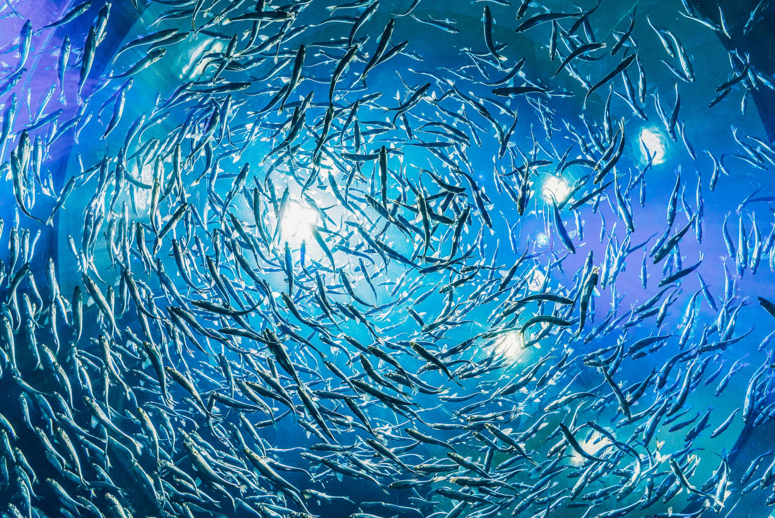 Cambio climático: los peces intentan huir pero igual se mueren