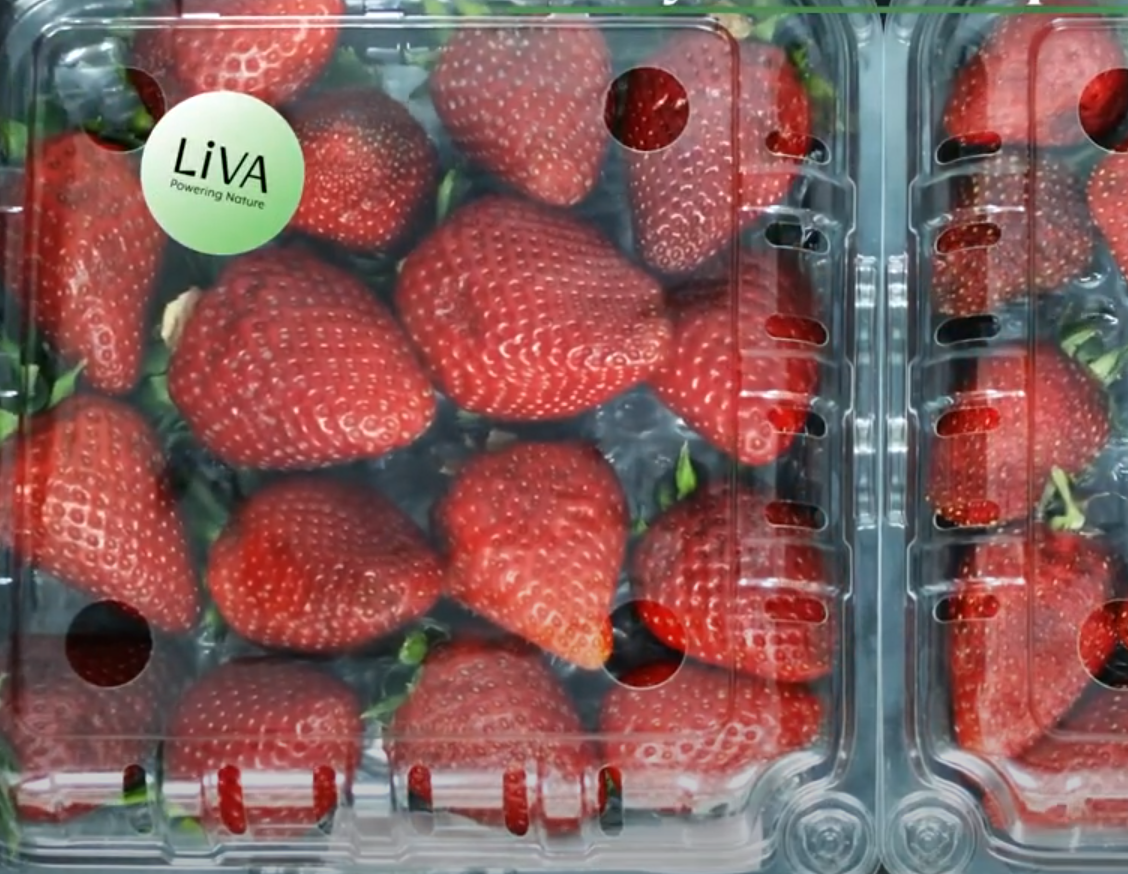 Un sticker mantiene frescas por más tiempo a frutas y verduras