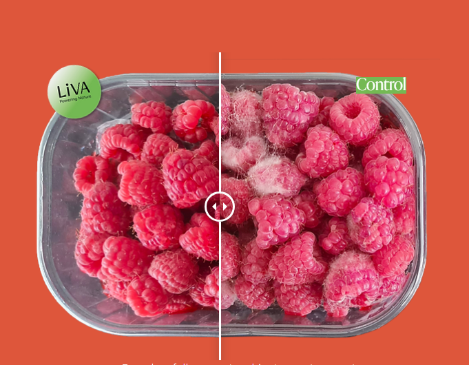 El prebiótico del sticker alimenta a una bacteria, ayudándola a crecer y reproducirse rápidamente. Y una vez que crece, evita que otras bacterias dañinas se apoderen por completo de la fruta. Foto cortesía de Liva.