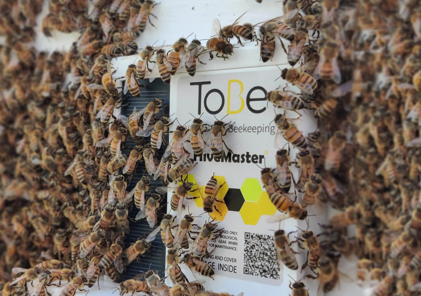 ToBe2 desarrolló una solución contra el parásito Varroa que ataca a las colmenas. Foto: Facebook de ToBe2