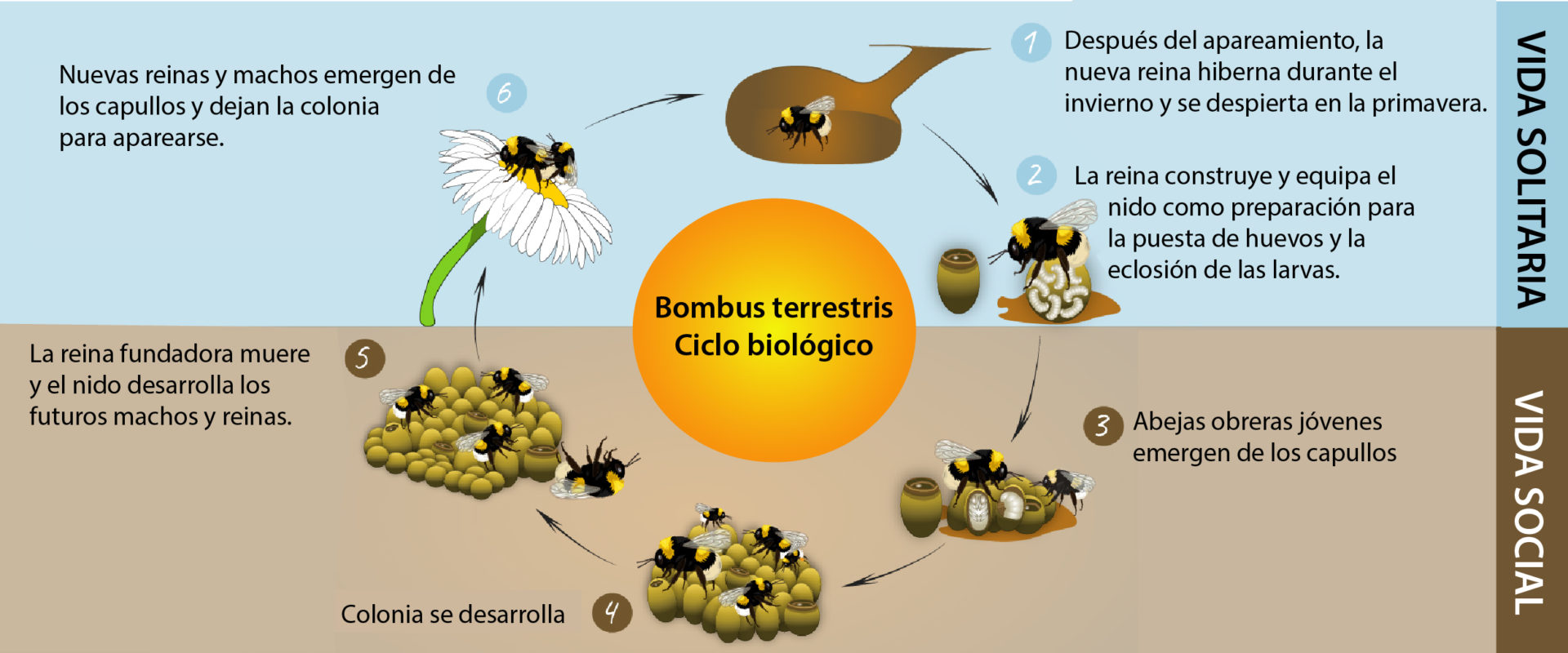 Ciclo biológico del abejorro Bombus Terrestris. Infografía cortesía de BioBee