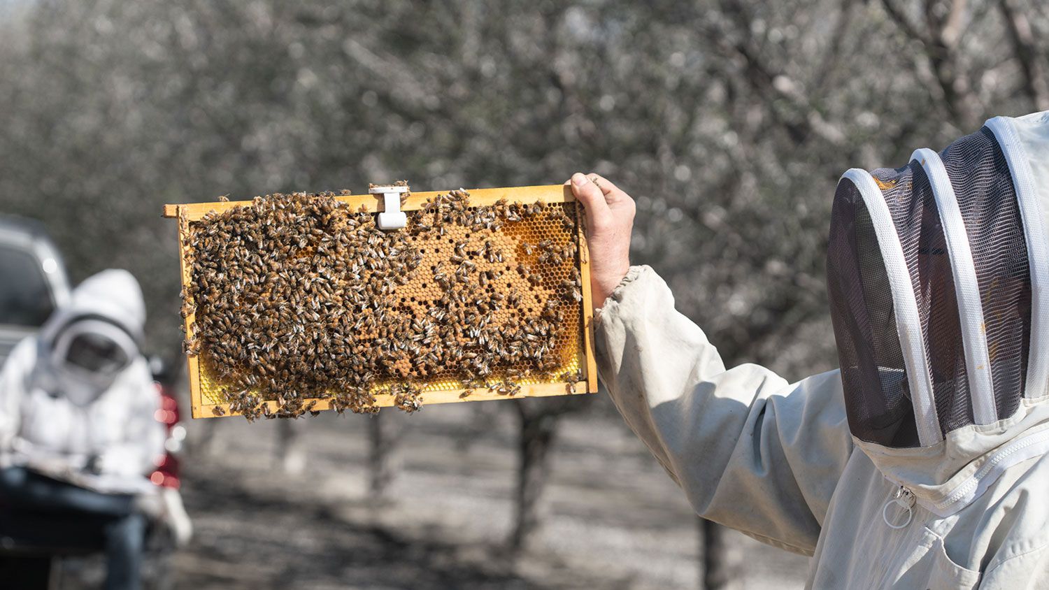 Con inteligencia artificial, BeeHero y analiza factores como temperatura, humedad y niveles de estrés de la reina, permitiendo predecir problemas antes de que ocurran. Foto cortesía de BeeHero