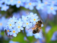 5 compañías de Israel que cuidan a las abejas. Foto: Pixabay