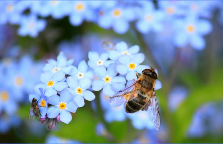 5 compañías de Israel que cuidan a las abejas