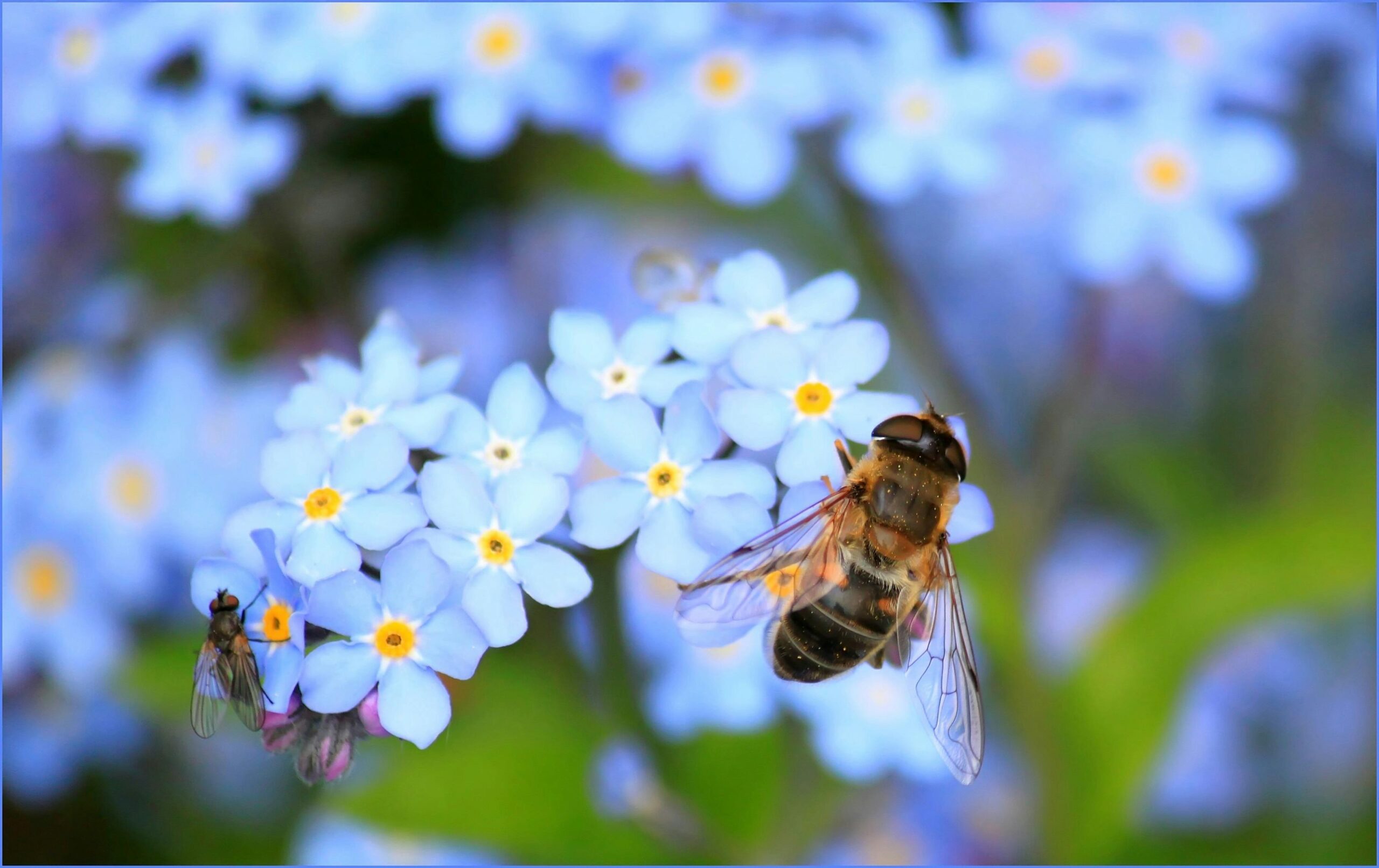 5 compañías de Israel que cuidan a las abejas