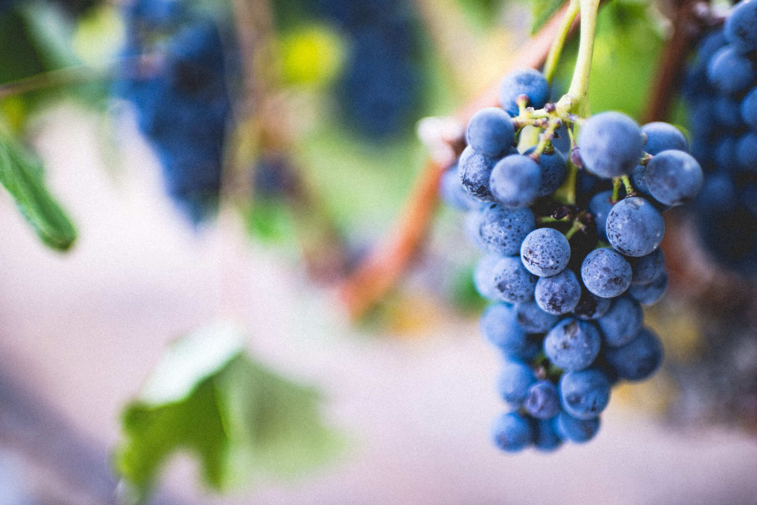 Vino y cambio climático: Israel rescata uvas del pasado para salvar el futuro de la viticultura