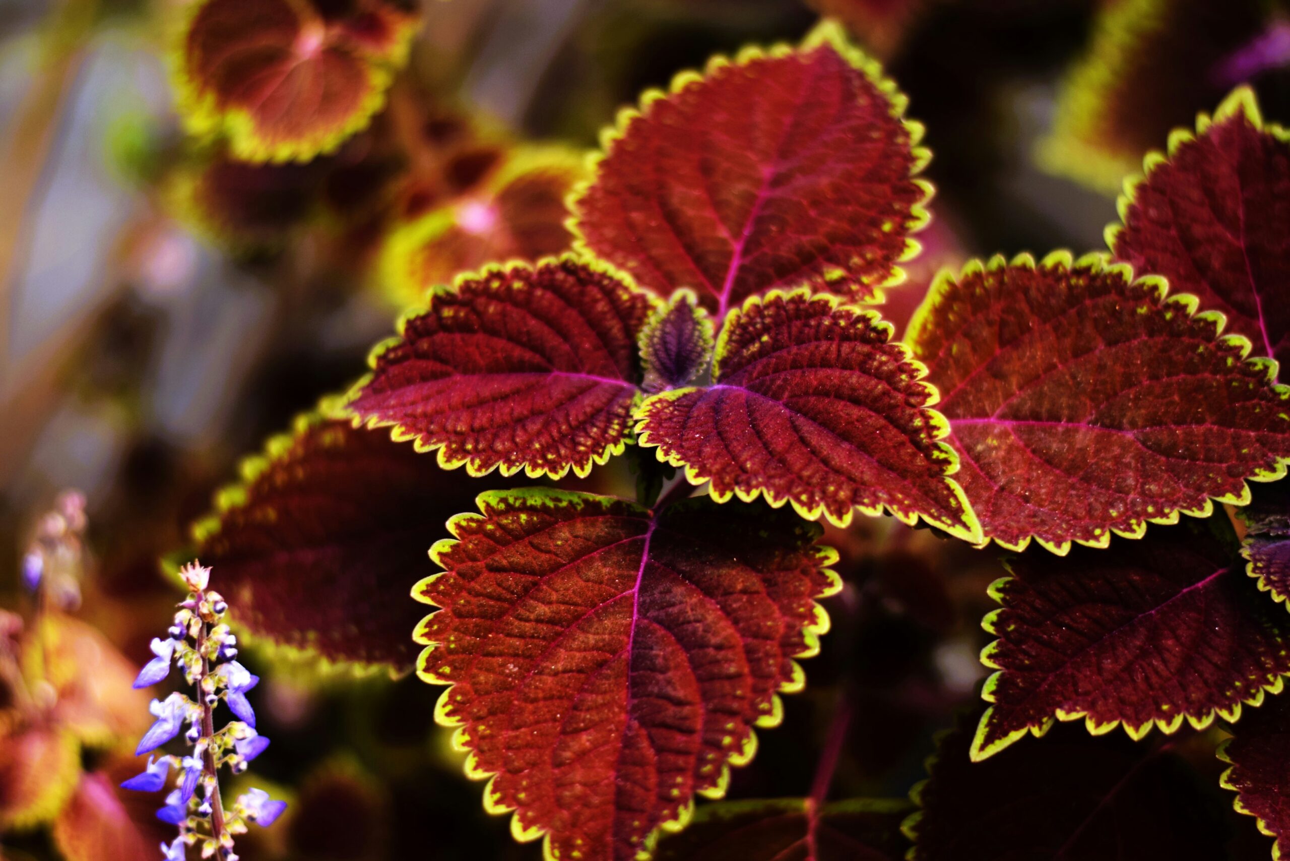 Planta Coleo de hojas rojizas con bordes amarillos, una especie resistente cultivada en Israel, ideal para jardines sostenibles por su bajo requerimiento de agua.