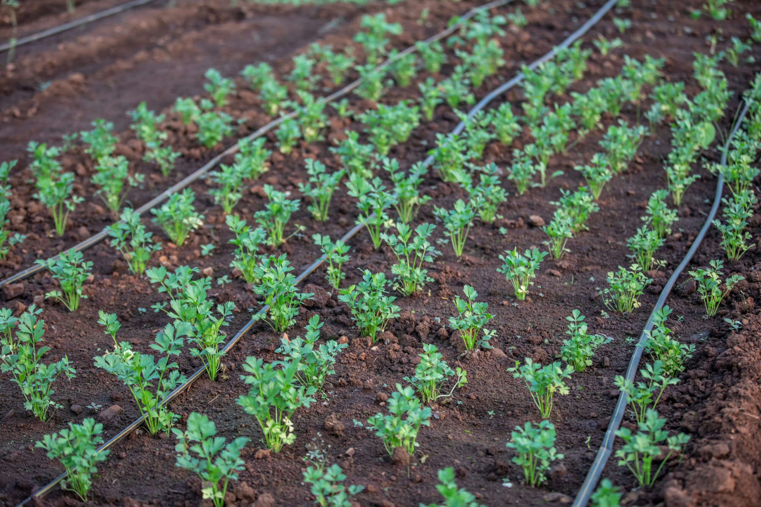 Sistema de riego por goteo en un campo agrícola israelí, ilustrando la eficiencia en el uso del agua en la agricultura