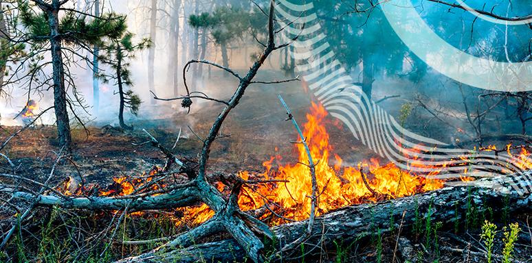 incendios causados por rayos. Foto cortesía de la Universidad Bar-Ilán